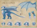 draconis_reference_sheet_by_thazumi-d4k2lrm.jpg
